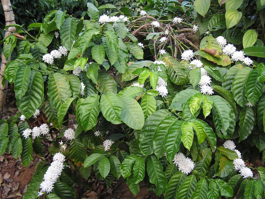 Tasting Non-Arabica Coffee Species: Robusta, Liberica, Excelsa