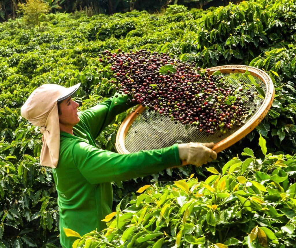 O extraordinário ganho dos EUA com o café brasileiro